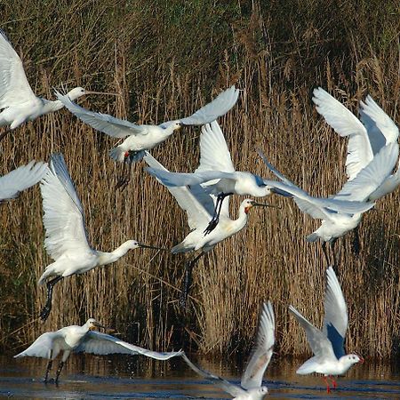 Madame Vacances Les Rives Marines Le Teich Dış mekan fotoğraf