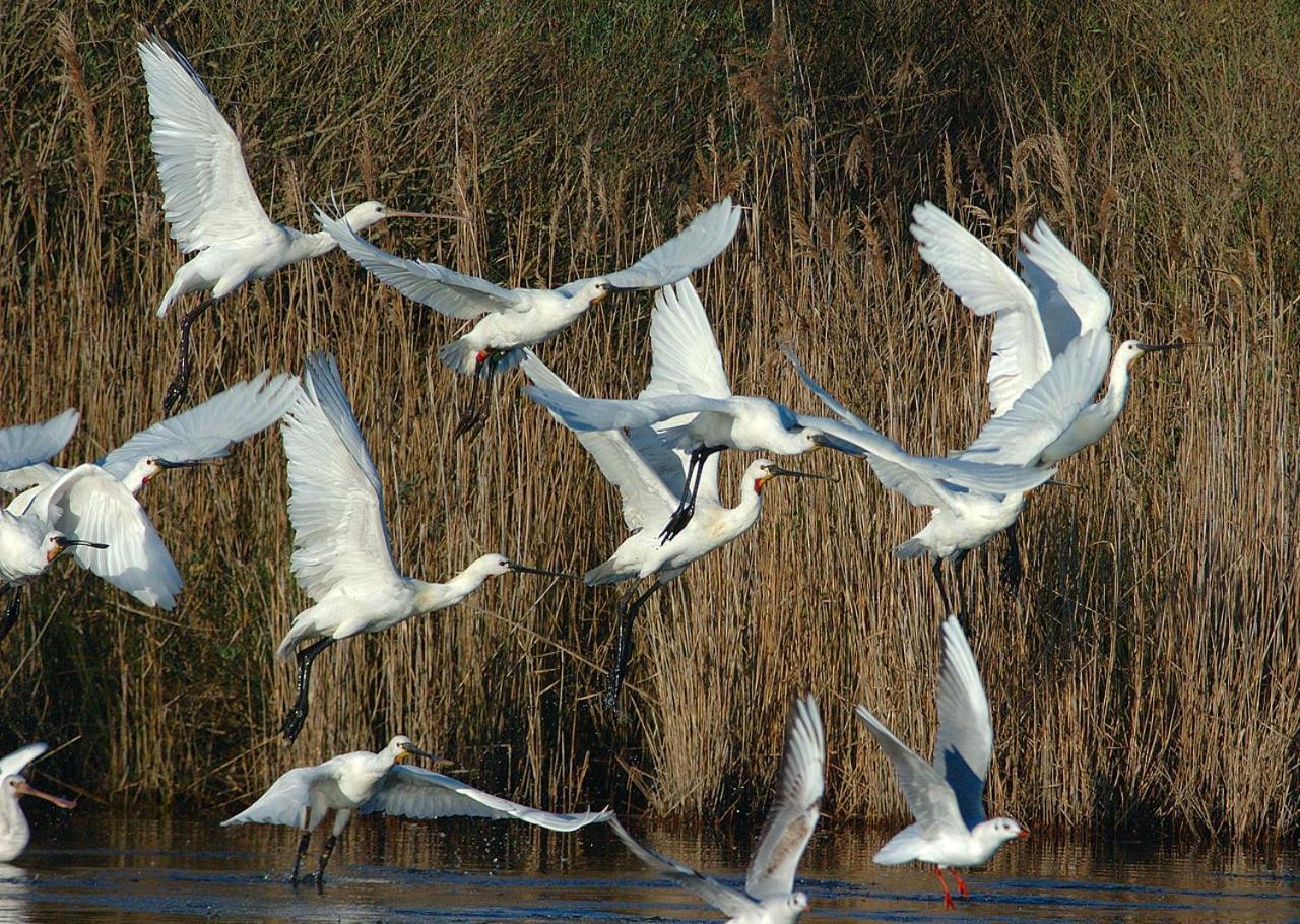 Madame Vacances Les Rives Marines Le Teich Dış mekan fotoğraf